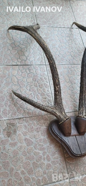 Рога големи от елен трофей  , снимка 1