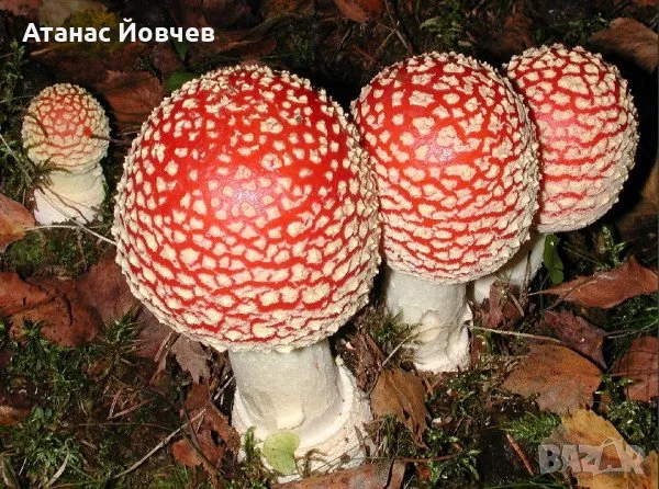 Търся да закупя до 2кг прясна Червена Мухоморка  (Amanita muscaria) , снимка 1