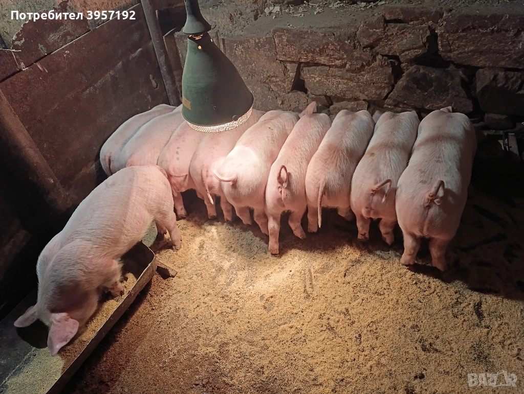 Малки прасета , снимка 1