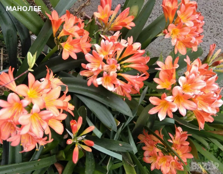 Кливия, снимка 1