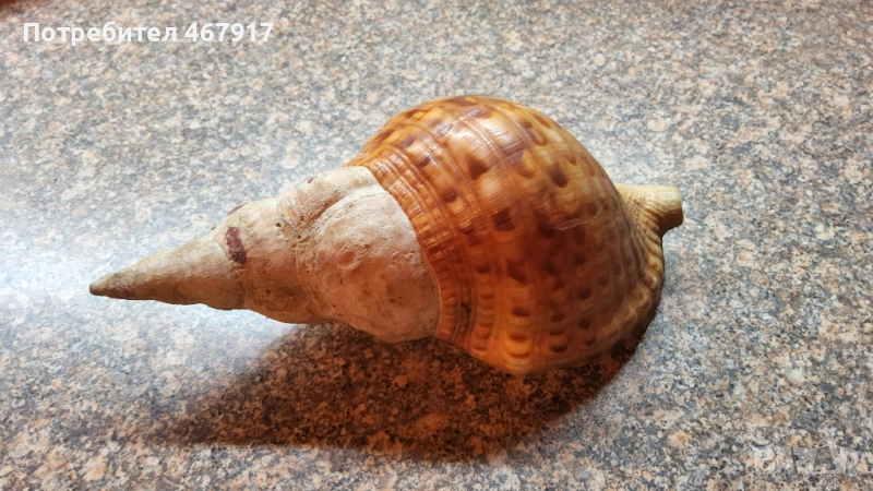 Рапани от атлантическия океан, снимка 1