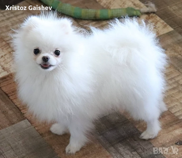 Женски померан , снимка 1