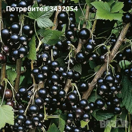 продавам черен касис, снимка 1