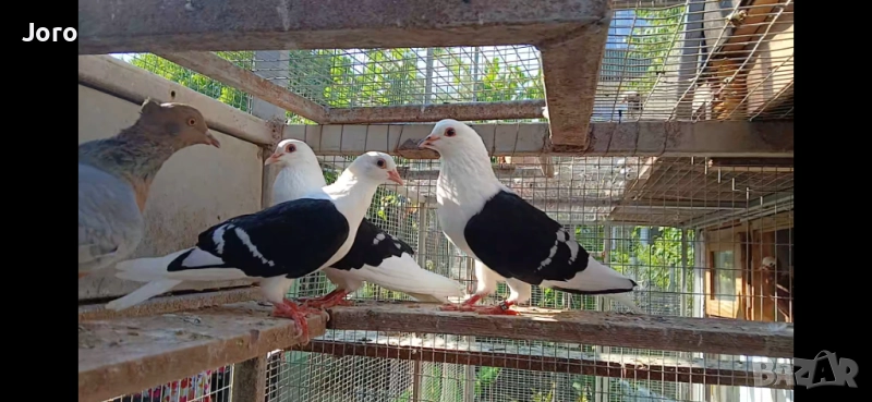 Тюрингски щитен, снимка 1