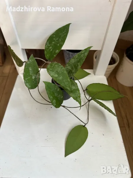 Hoya Caudata Green Borneo , снимка 1