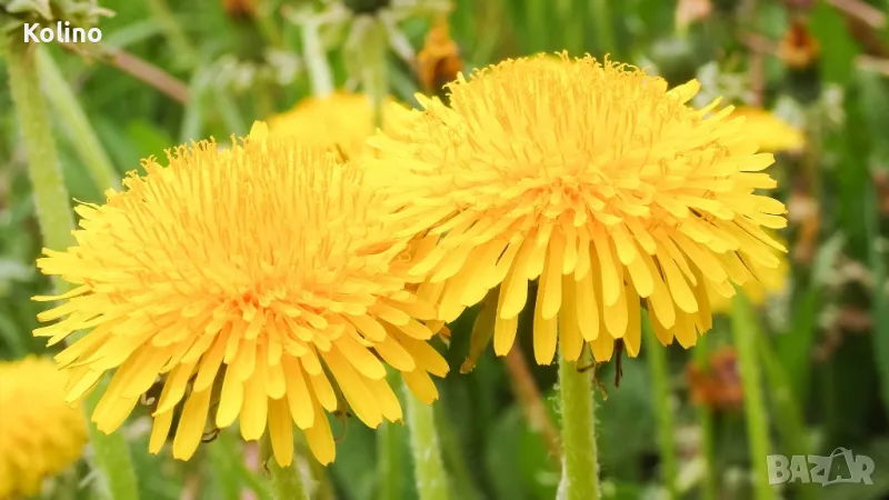 Сироп от Глухарче цвят - концентрат, снимка 1