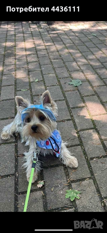 Мъжки йоркширски териер на 1 година, снимка 1
