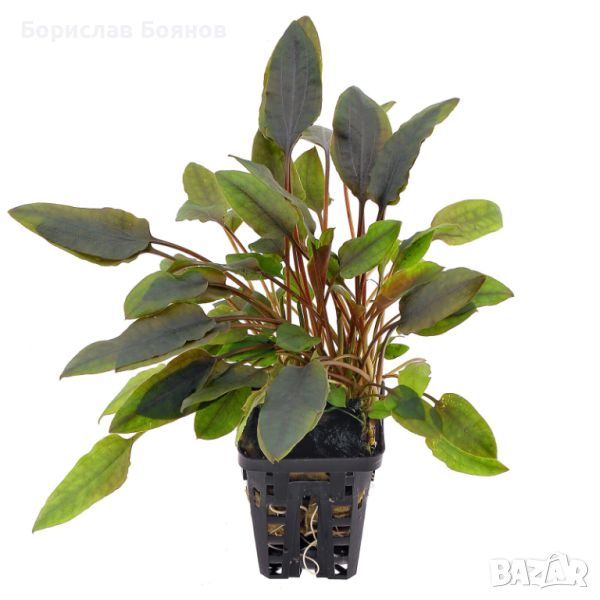 Cryptocoryne walkeri / Криптокорина Валкери, снимка 1