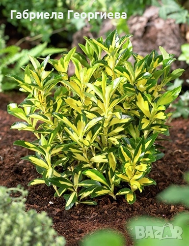 Евонимус японика , снимка 1