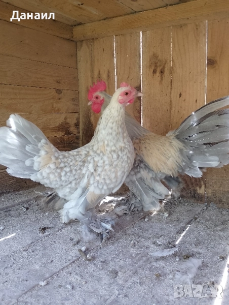 Холандска гащата, снимка 1