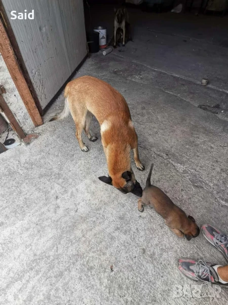 малки чистокръвни белгийски овчарки малиноа, снимка 1
