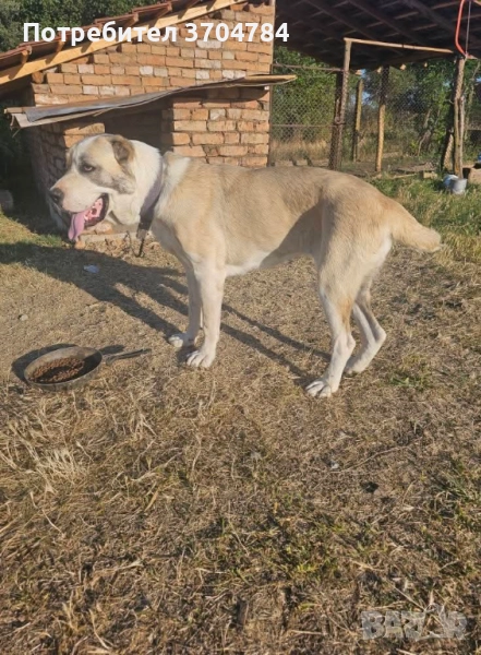  Търся мъжки Алабай с цел създаване на поколение , снимка 1