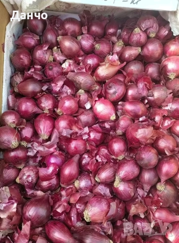 Продавам разсад-ягоди малини лозе алое Вера маруля стари сортовете семена картофи и де, снимка 14 - Разсади - 52299966