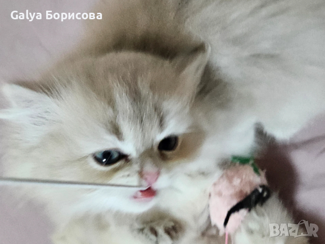 Британски родословни котенца  лилаво злато , снимка 4 - Британска късокосместа - 53502654