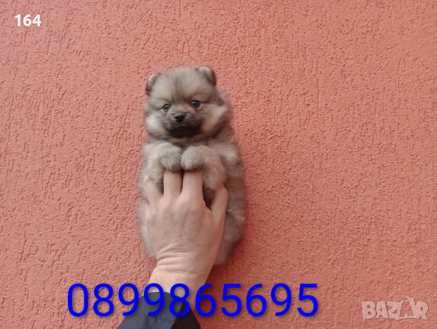 Мъжки Померан. Снимки от 18.02.26 г. , снимка 3 - Померан - 53531228