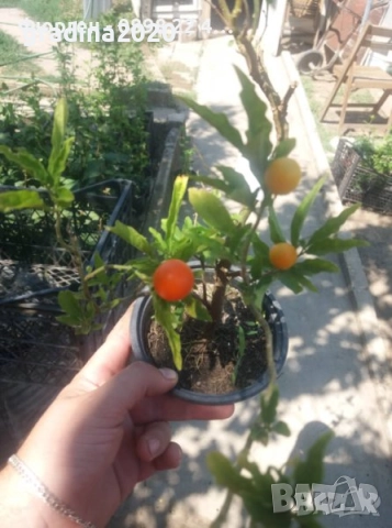 СОЛАНУМ, снимка 5 - Градински цветя и растения - 31592305