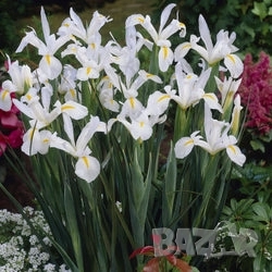 Ирис White van Vliet , снимка 5 - Градински цветя и растения - 51754895