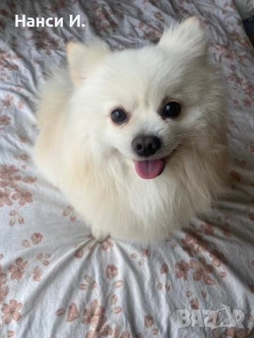 Померан/немски шпиц за разплод , снимка 2 - Търси партньор - 53475351