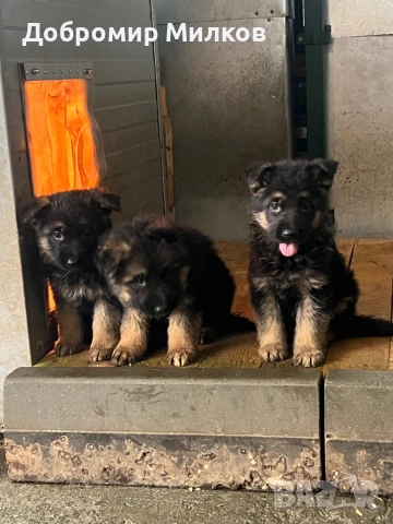 Продавам Немски Овчарки, снимка 8 - Немска овчарка - 53508248