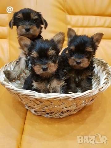 Йоркширски териер йорки Гр. София