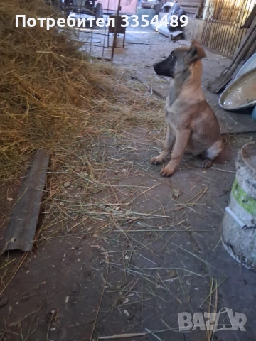 Белгийска овчарка, снимка 2 - Белгийска овчарка - 52791194