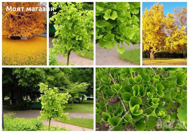 Гинко Билоба, снимка 7 - Градински цветя и растения - 53631956