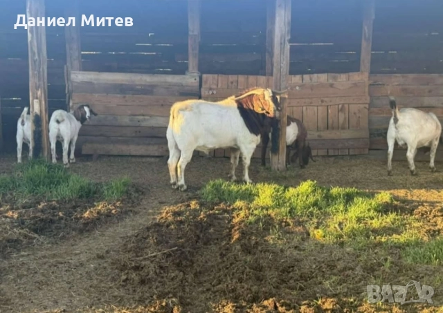 пръч боер, снимка 2 - Кози - 52481992