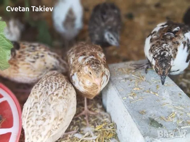 Пъдпъдъци женски и мъжки, млади и пронасящи , снимка 5 - Кокошки и пуйки - 47279310