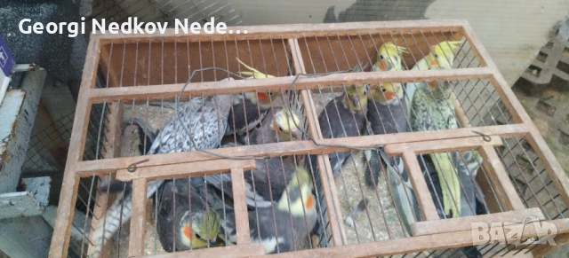 Продавам корели , снимка 3 - Папагали - 53386421