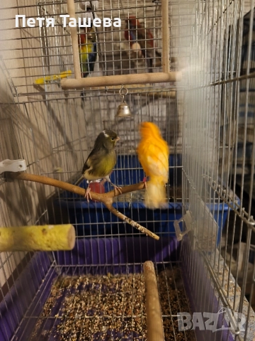 канарчета , снимка 1