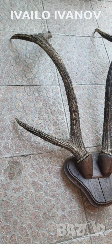 Рога големи от елен трофей  