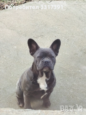СПЕШНО два френски булдога, снимка 6 - Френски булдог - 52182909