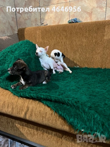 Чихуа - пинчер кучета, снимка 5 - Чихуахуа - 53512397