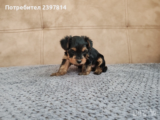 Йоркширски териер , снимка 12 - Йоркширски териер - 53610267