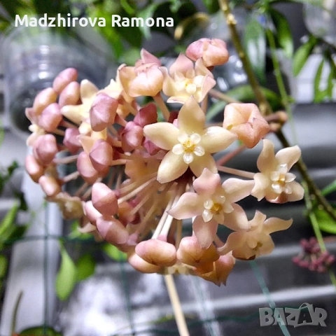 Хоя. Hoya Sarawak 