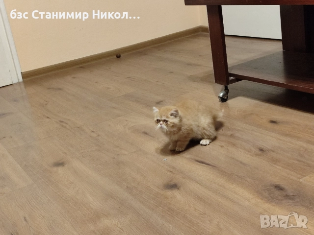 Женско екзотично персийско коте на 4 месеца., снимка 4 - Персийска - 52893968