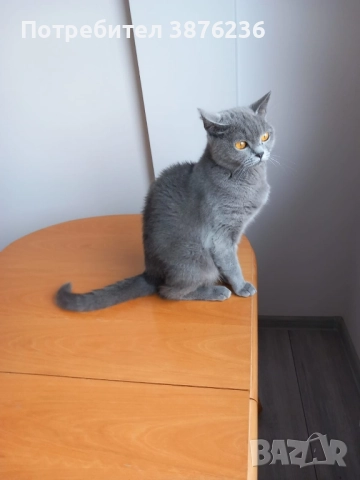 Здравей те продава се британка късокосместа, снимка 5 - Британска късокосместа - 52419570