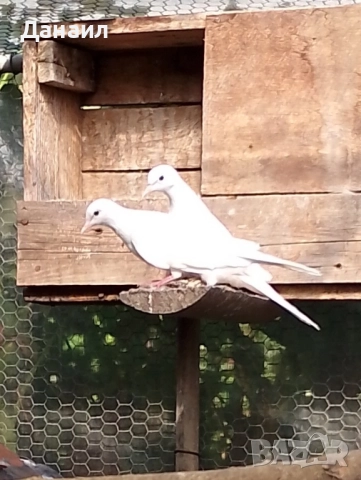 Сенегалски гугутки, снимка 3 - други­ - 51779307