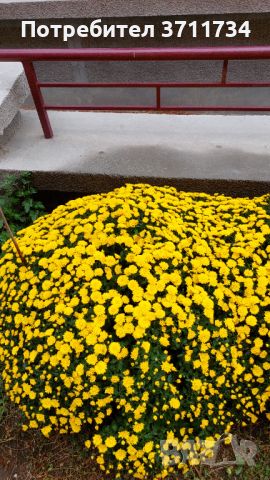 Хризантеми, снимка 1 - Градински цветя и растения - 45324670