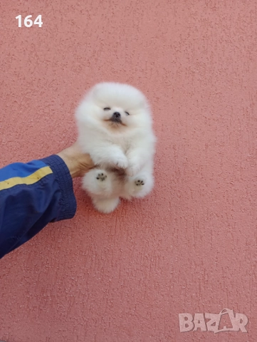 Бял мъжки Померан. Реални снимки !!!, снимка 2 - Померан - 52672403