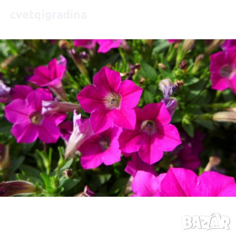 Petunia Vivini Rose-Петуния розе-, снимка 2 - Градински цветя и растения - 45322349