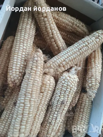 Продавам бяла царевица 🌽, снимка 9 - Домашни продукти - 47553907