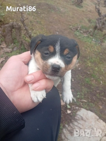 Женски Джак ръсел