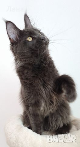 Мейн кун Мейн Куун коте Maine Coon , снимка 5 - Мейн кун - 40421222