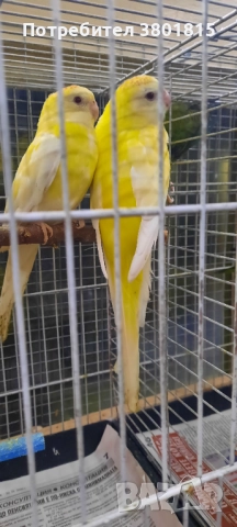 Пойни папагали , снимка 6 - Папагали - 52241015