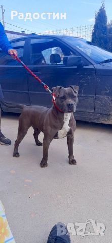 American pit bull blue nose Американски питбул блу нос, снимка 2 - Питбул - 46239142