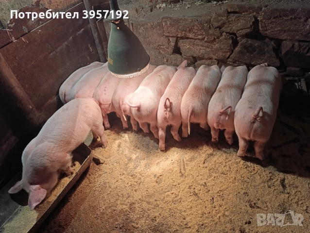 Малки прасета 