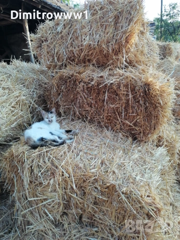 Продавам Бали , снимка 3 - За селскостопански - 53761813