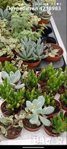 Мини Сукуленти и Мини Кактуси, снимка 4 - Други - 51505770