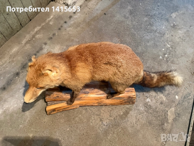 Продавам препарирана лисица, снимка 3 - Други ценни предмети - 52925497